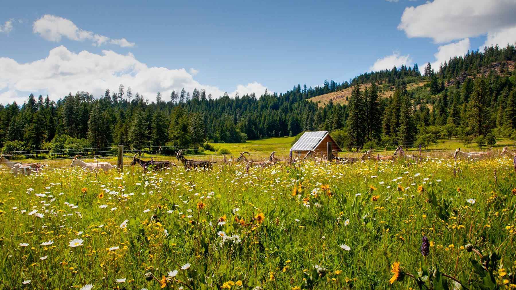Willow-Witt Ranch in spring with alpine goats