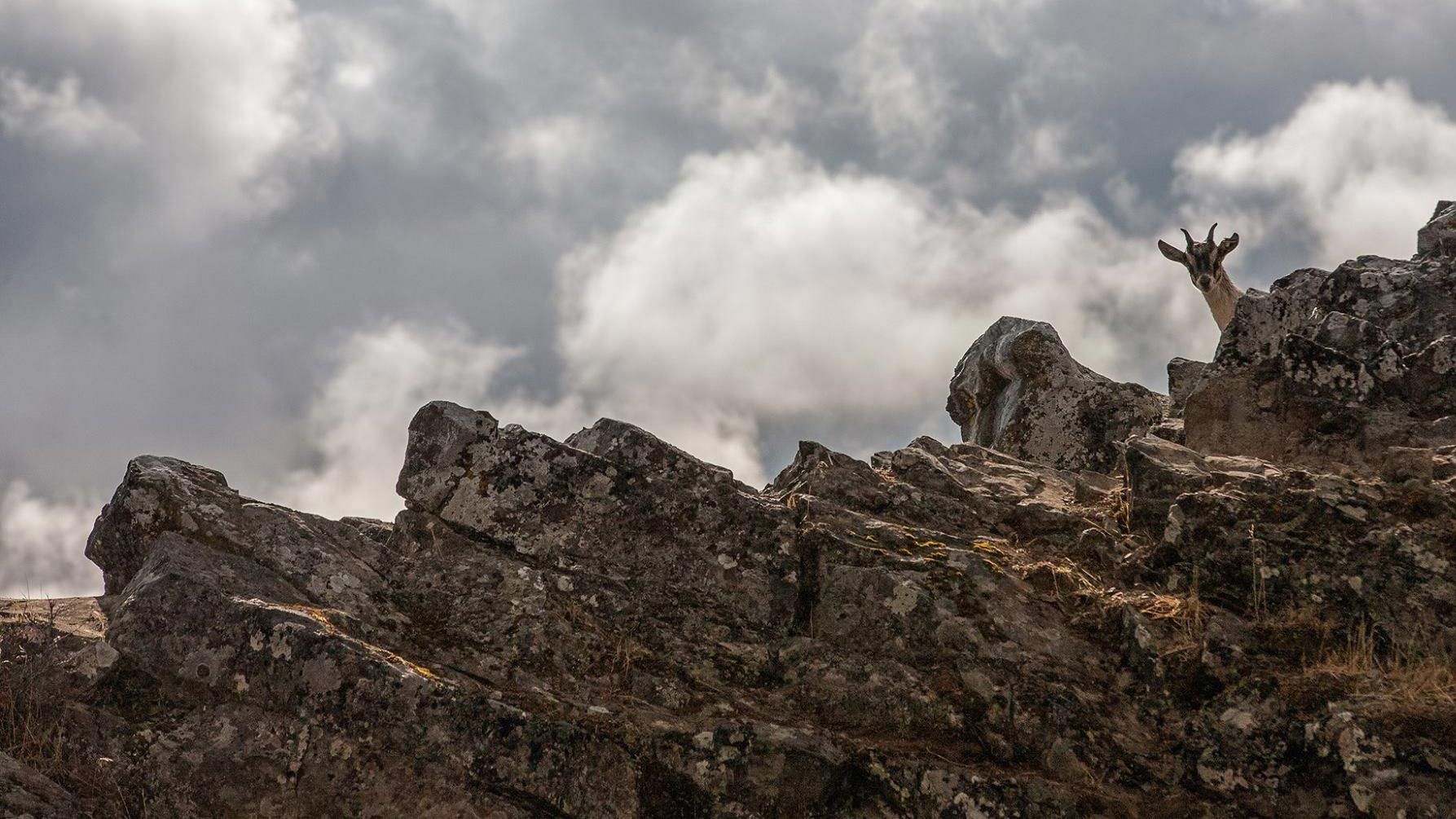 alpine goat peeks over rocky ridge on hike
