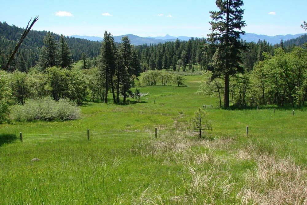 wetlands in summer