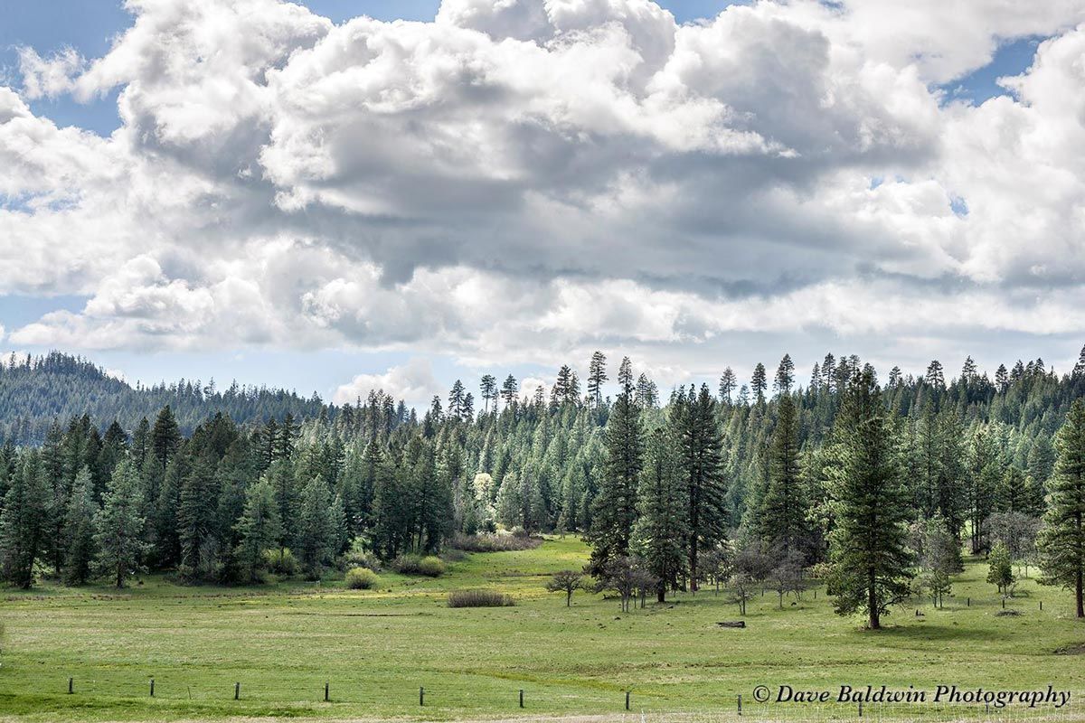 dramatic clouds over forest and meadow by Dave Baldwin