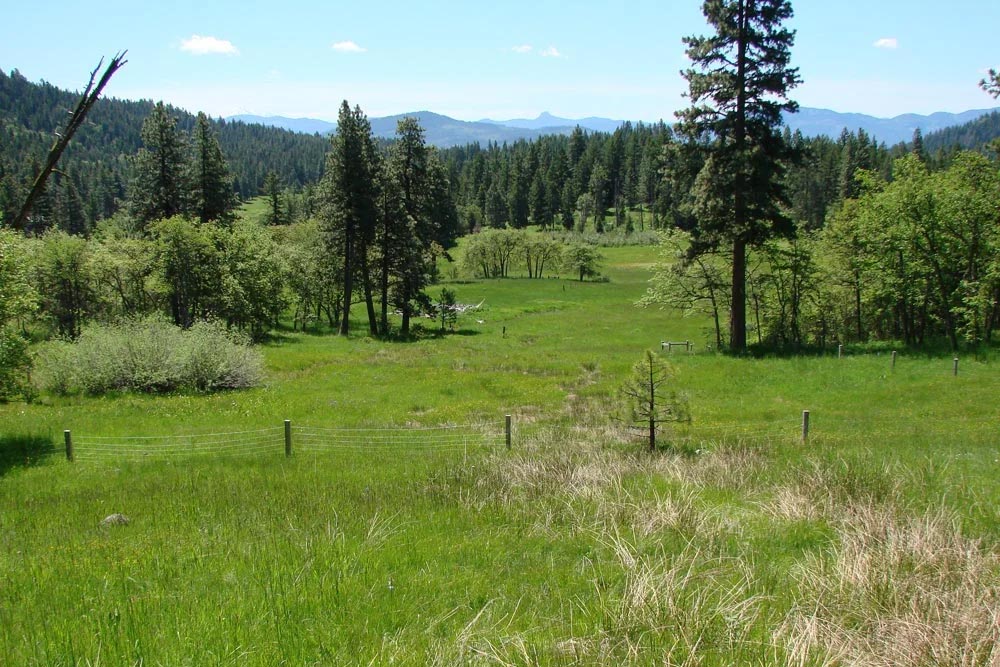 wetlands in summer