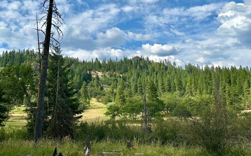 Forested hills view from campground