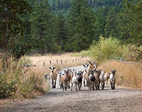 Goats Going Home