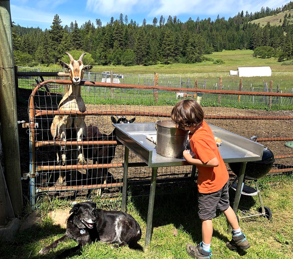 feeding the goats