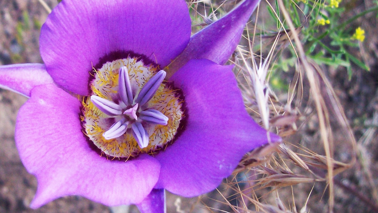 Mariposa Lily photo by BLM