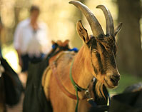Pack goat closeup