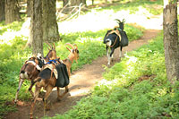 Three pack goats on mountain trail