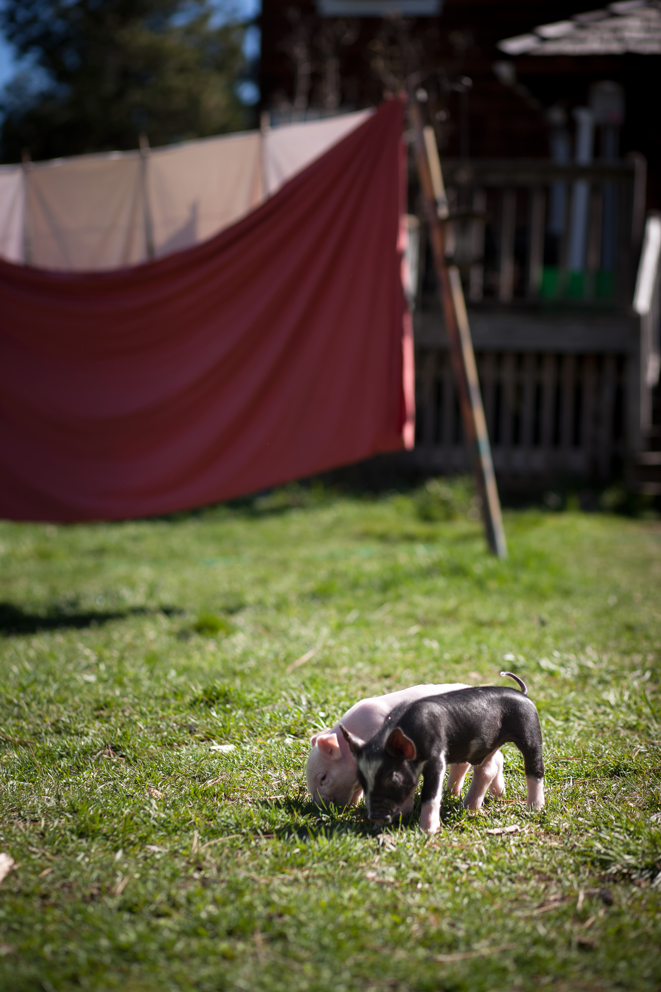 Berkshire Pork: Breeding and Raising Heritage Pigs