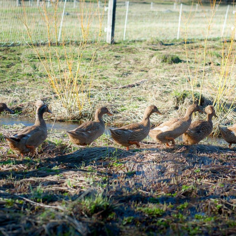ducks waddling to the stream