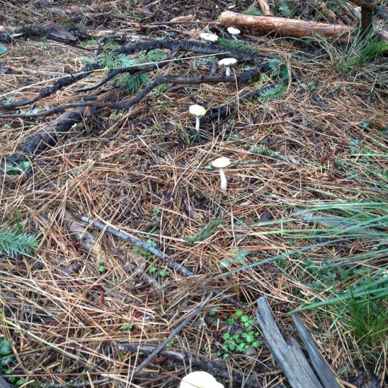 trail of mushrooms growing along decomposing log