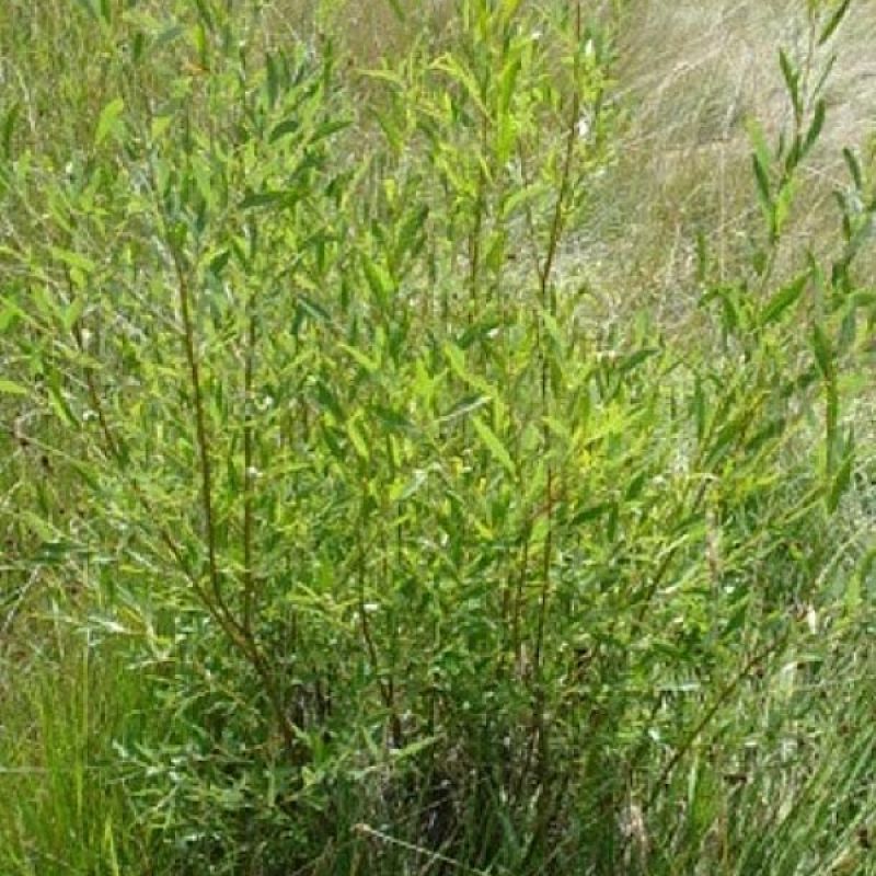young native willows growing by the stream