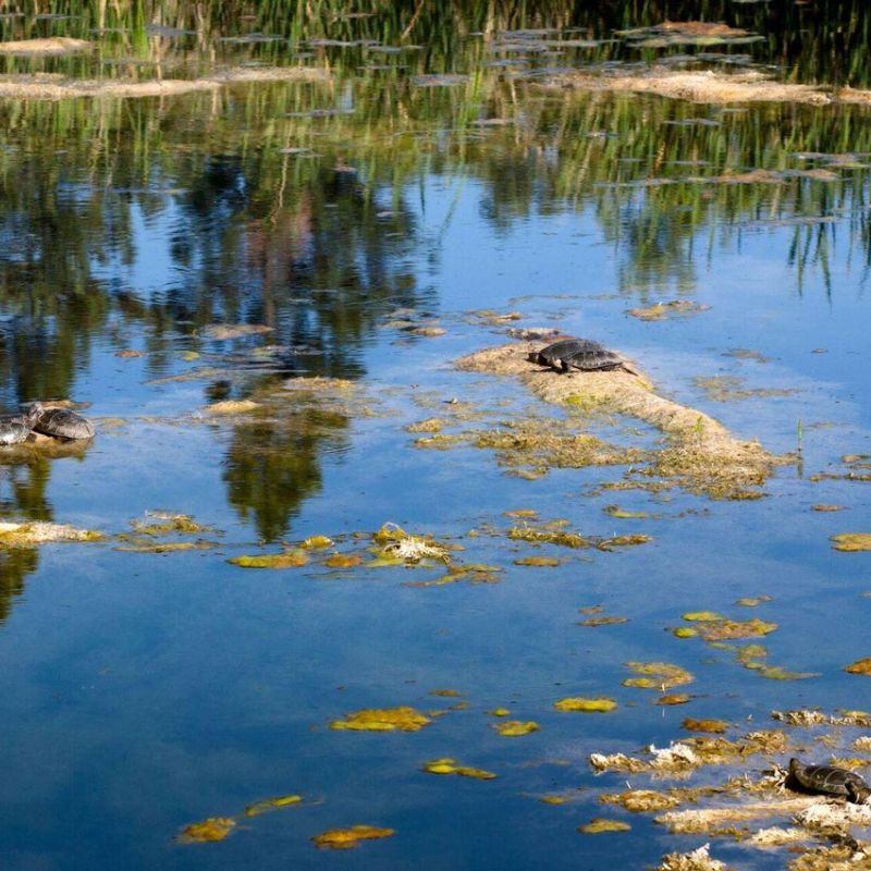Western Pond Turtles bask in the sun in the turtle pond