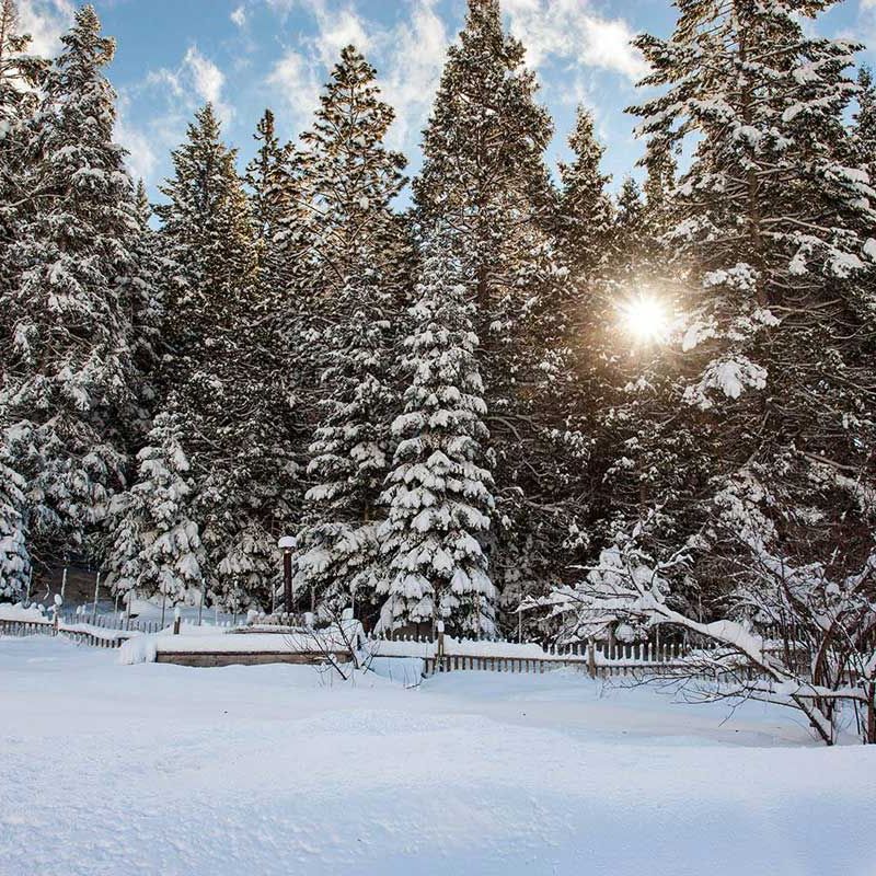 sunny winter day with snow covered forest and meadow