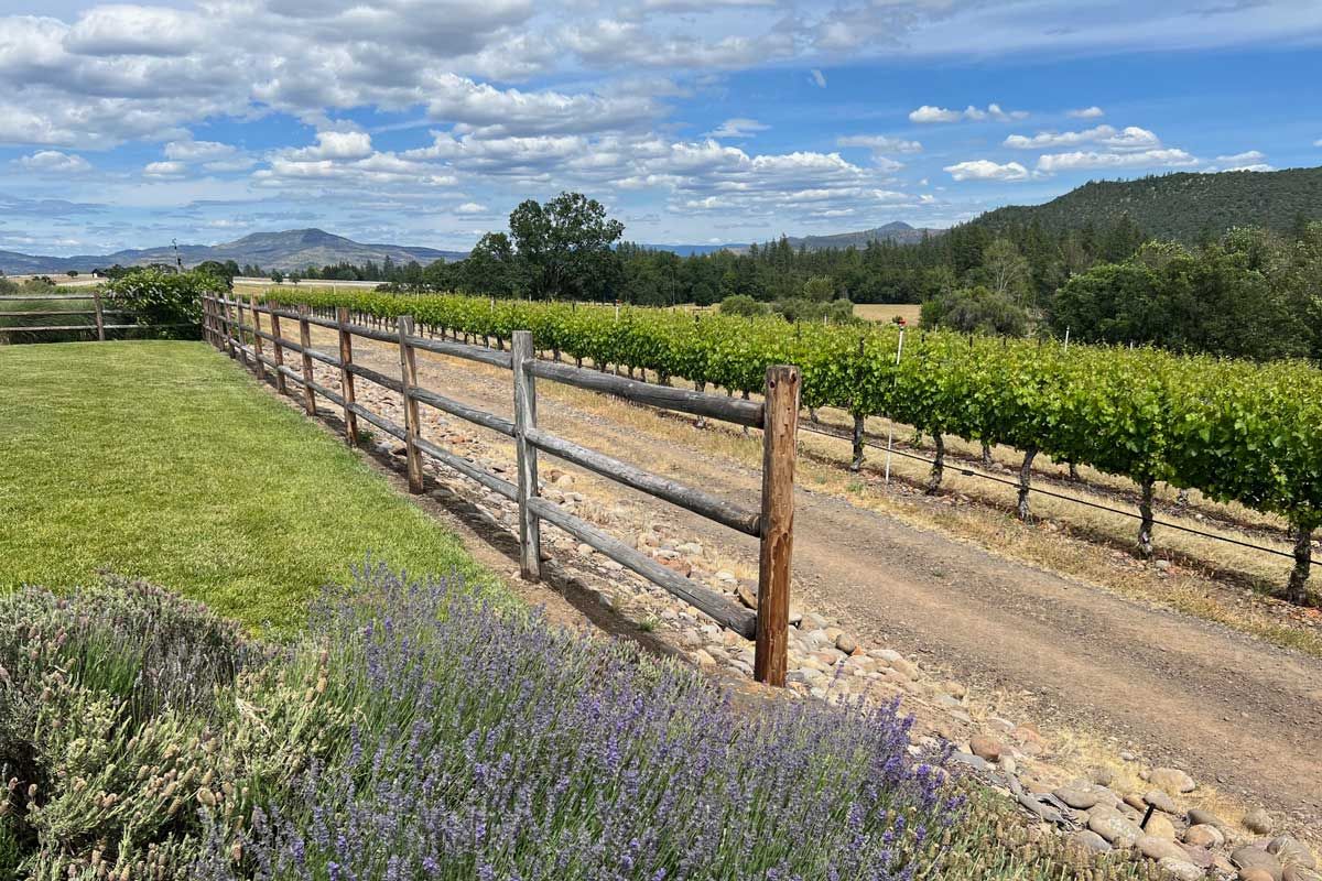 vineyard near White City Oregon by Robin Gotfrid