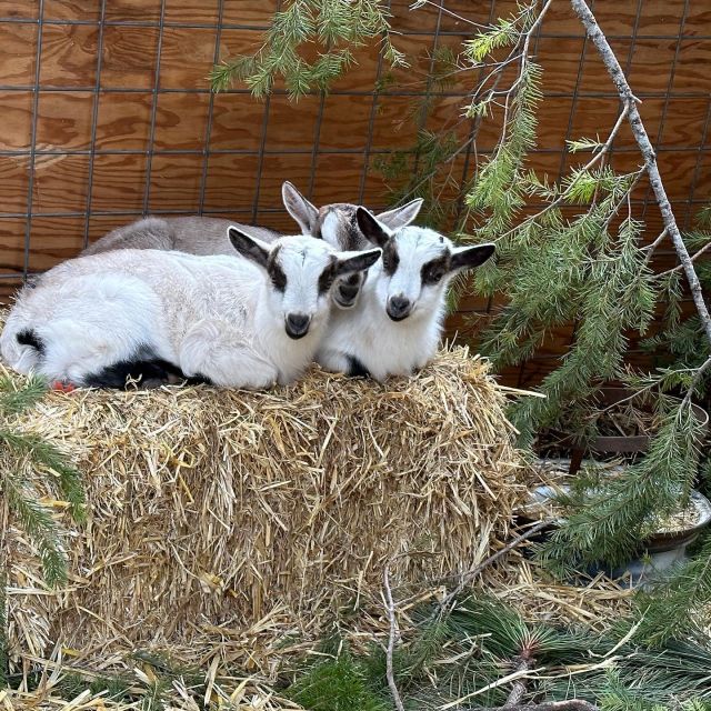 three-week old Alpine goat kids