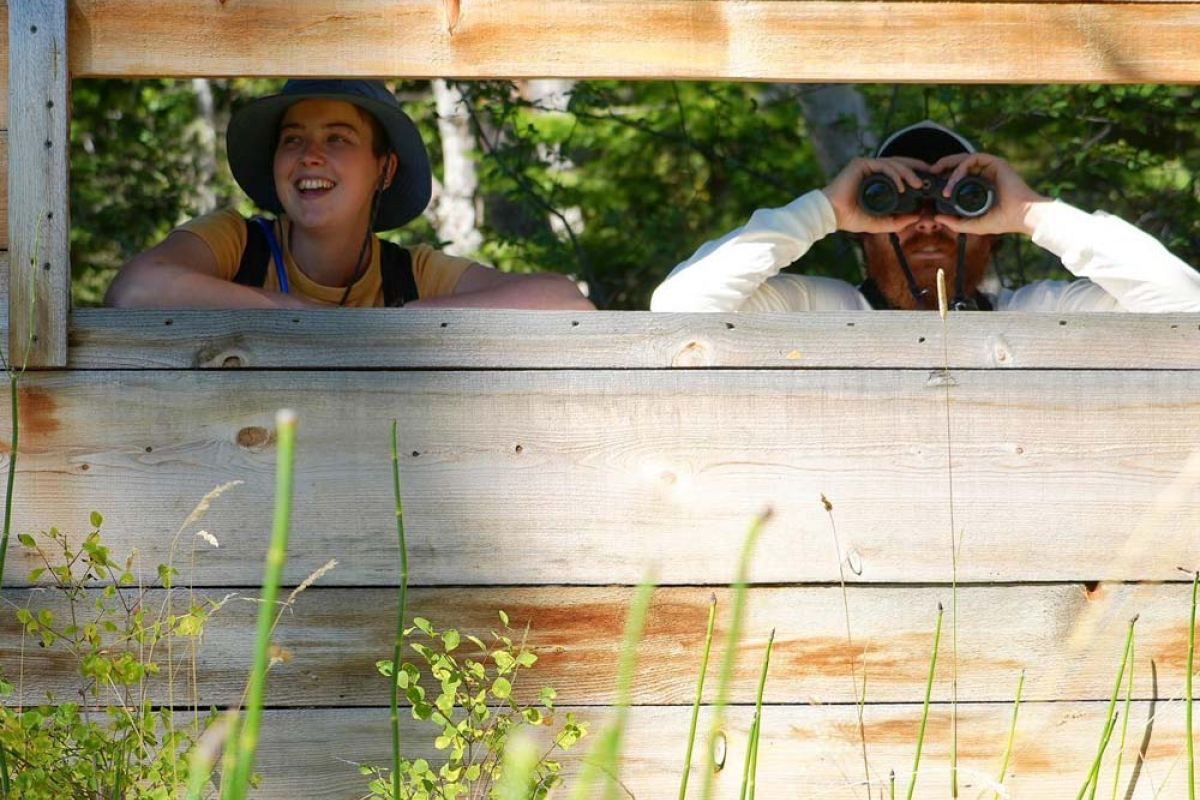 watching birds and turtles through the bird blind