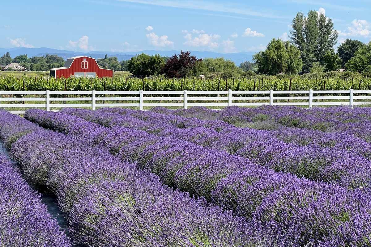 lavender field at Dos Mariposas by Robin Gotfrid