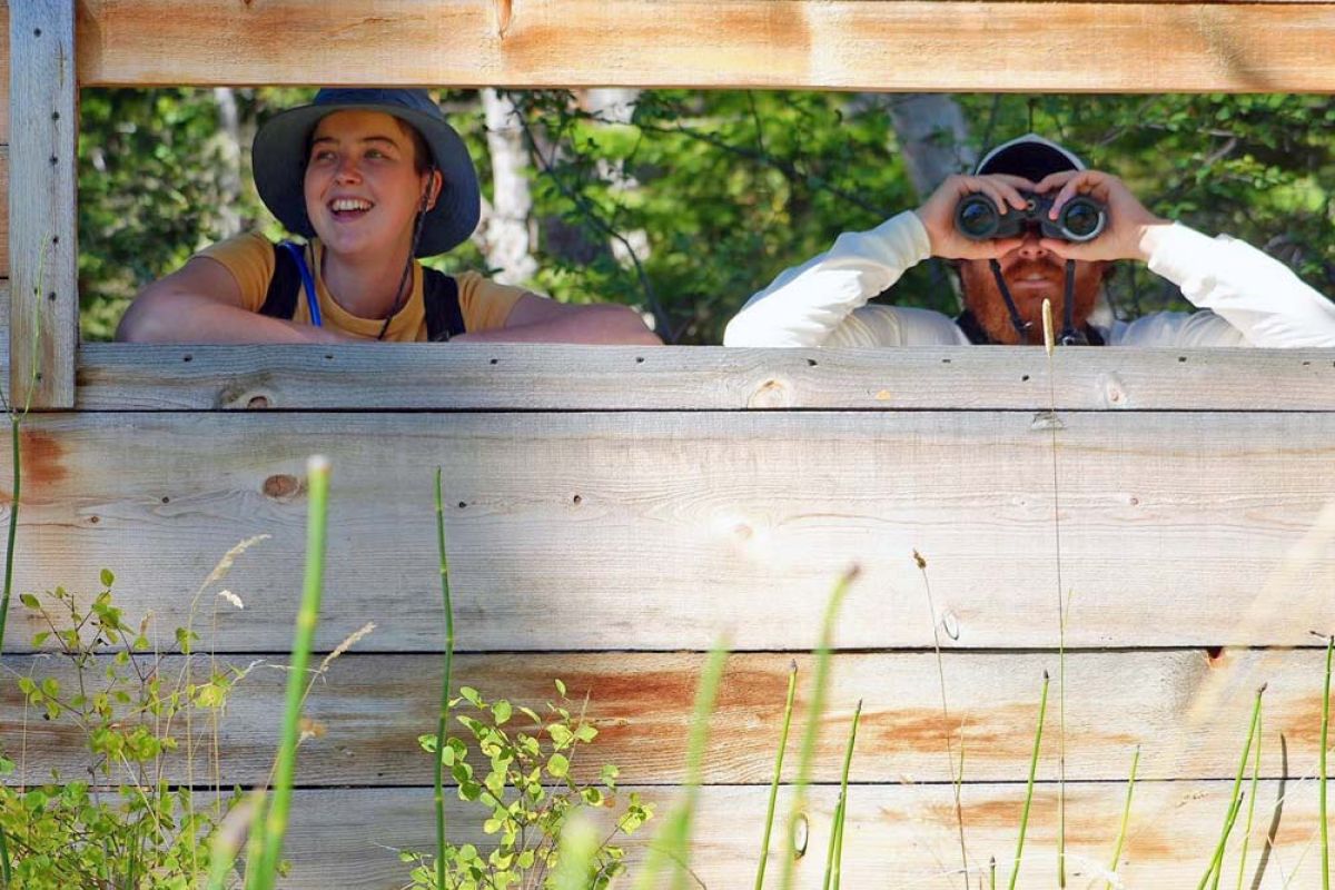 bird and turtle watching from behind blind structure