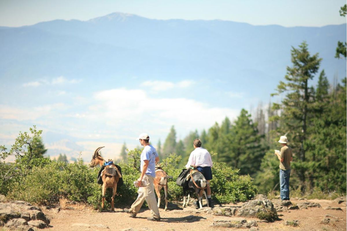 Suzanne Willow on goat hike with farm stay guests